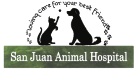 Veterinary Clinic In San Juan Capistrano Ca San Juan Animal Hospital